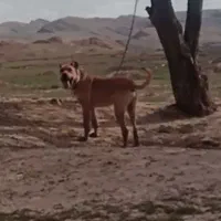 سگ سرابی