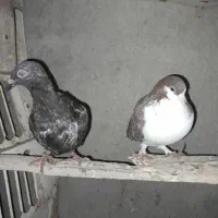 درتماس باشین فوری فوری|پرنده|آق قلا, |دیوار