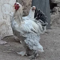 برهما بلولایت و وایت بالغ|حیوانات مزرعه|قرچک, مهدیه|دیوار