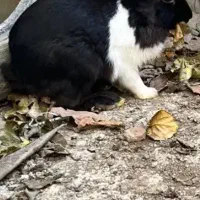 یک عدد خرگوش نر فروشی می باشد