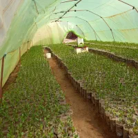 پسته یک ساله