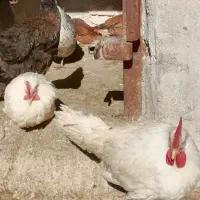 فروش خروس محلی|حیوانات مزرعه|مرودشت, کناره|دیوار