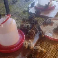 فروش جوجه بلدرچین