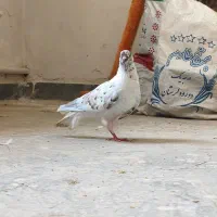 کفتر کبوتر|پرنده|کرج, شهرک نهال و بذر|دیوار