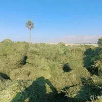 یونجه انباری