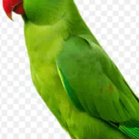 کار در سالن پرنده زینتی