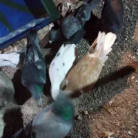 کبوتر|پرنده|طاغنکوه, |دیوار