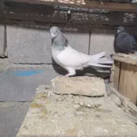 کبوتر کله|پرنده|کبودرآهنگ, |دیوار