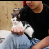 واگذاری بچه گربه بازیگوش تربیت شده
