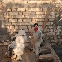 تخم نطفه دار برهما لایت|حیوانات مزرعه|فولادشهر, زاینده رود|دیوار