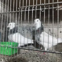 طوقی|پرنده|نجف‌آباد, جوزدان|دیوار