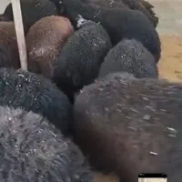 بره نر