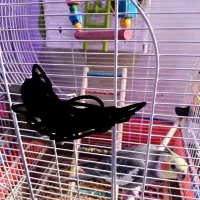 عرس هلندی سینامون|پرنده|خرمشهر, |دیوار