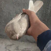 کبوتر سرکه ای|پرنده|دورود, |دیوار