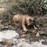 توله ماده الابای