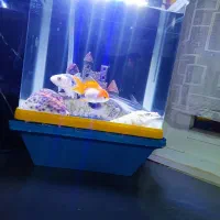 آکواریوم شرکتی|ماهی|مشهد, شهید احمدی روشن|دیوار