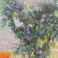 انواع نهال میوه و خشکبار پربار و زودبازده|خدمات باغبانی و درختکاری|قزوین, |دیوار