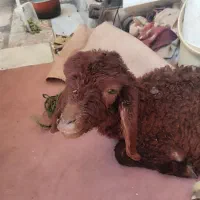 بره علف خور کاملا سالم