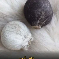 مهرهای اصل وقدیمی و حرز امام الجواد|بدلیجات|بوشهر, |دیوار