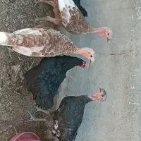 بوقلمون|حیوانات مزرعه|تاکستان, |دیوار