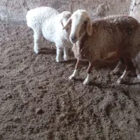 میش بره|حیوانات مزرعه|زیرکوه, |دیوار