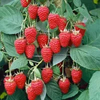 فروش انواع نهال مثمر و غیر مثمر و صنوبر|خدمات باغبانی و درختکاری|سنندج, |دیوار