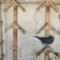 کبوتر دم سفید،طوقی،کله،مسافتی،ساده|پرنده|مشهد, هفده شهریور|دیوار