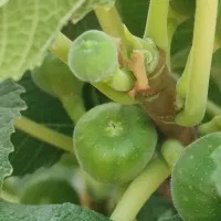 ملک انجیر وبادام