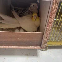 نرمادروی تخم