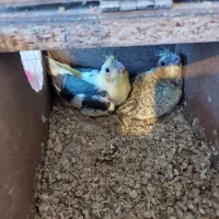 عروس هلندی دوکت لوتینو با تخم وجوجه|پرنده|مشهد, شهرک مهرگان|دیوار