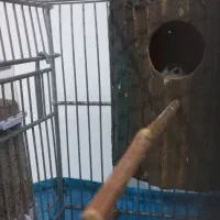 جفت فنچ جغدی مولد با جوجه