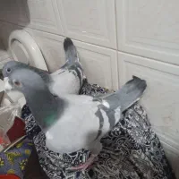 کبوتر پلاکی