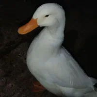 اردک نر