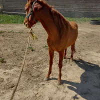اسب یورقه|اسب و تجهیزات اسبسواری|درگز, |دیوار