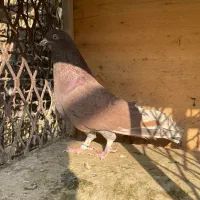 کبوتر|پرنده|تهران, شارق|دیوار