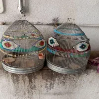 سهره خاکی  جوجه سرلاکی
