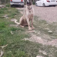 سگ سرابی ۷ ماهه