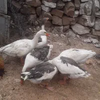 غاز