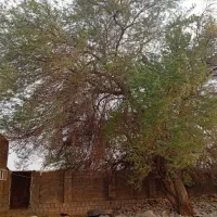 خریدار درخت اوکالیپتوس با کهور