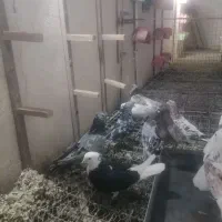 11 عدد کبوتر سرور
