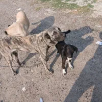 واگذاری سگ سرابی اصل