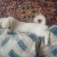 سگ پامر