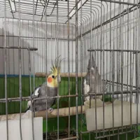 عروس هلندی|پرنده|اسلام‌شهر, شهرک امام حسین (میان آباد)|دیوار