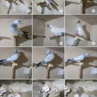 کفتر رنگی|پرنده|شیراز, کوشک میدان|دیوار