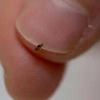 حشرات و جانورای موذی
