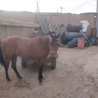 فروش اسب جوان