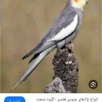 عروس هلندی گمشده