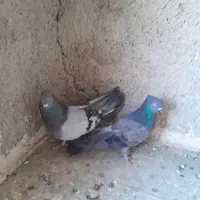 ۵ عدد کفتر  فقط ۱۱۰۰