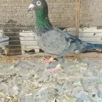 چندتا‌حیون‌قلدور