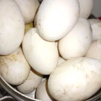 تخم غازنطفه دار